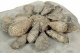 Jurassic Fossil Urchin (Firmacidaris) - Amellago, Morocco #194842-1